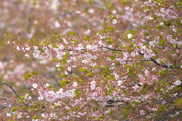 Flores de cerezo rosa en los árboles Sakura en la ciudad de Estocolmo —  Fotos de Stock