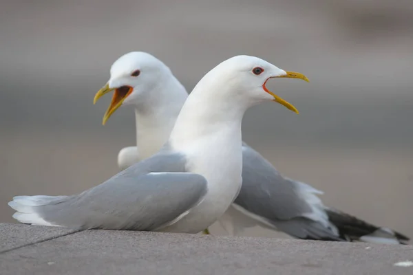 Closeup of two seagulls singing during springtime in city — Stock Photo, Image