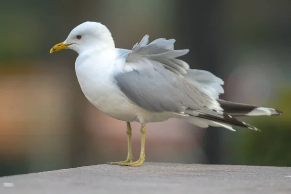 Closeup of seagull during springtime in city — Stock Photo, Image