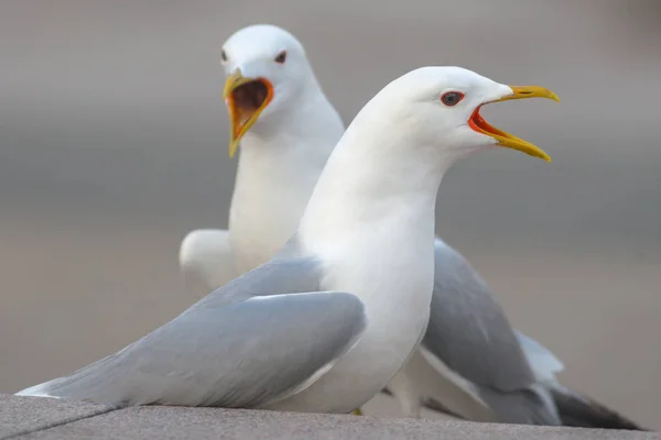 Closeup of two seagulls singing during springtime in city — Stock Photo, Image