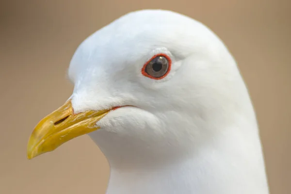 Closeup of seagull during springtime in city — Stock Photo, Image