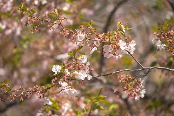 ストックホルム市の桜の木にピンクの桜の花 — ストック写真