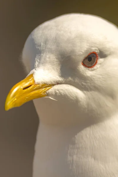Closeup της seagull την άνοιξη στην πόλη — Φωτογραφία Αρχείου