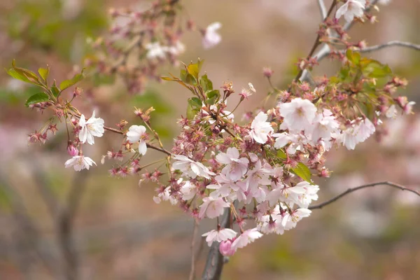 ストックホルム市の桜の木にピンクの桜の花 — ストック写真