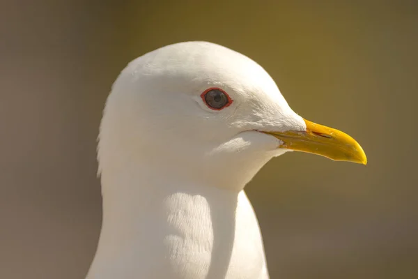 Head of a sea gull in city enviroment — Stock Photo, Image