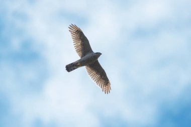 Av için çembere sky, uçan çakır kuşu