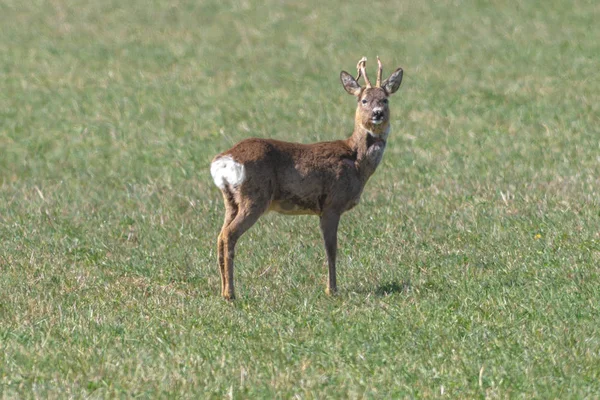 Veado com chifres olhando de um campo de grama — Fotografia de Stock