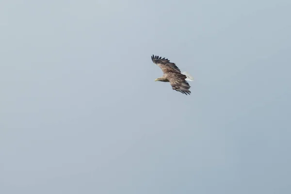 Águia do mar voando no céu, circulando por presa — Fotografia de Stock