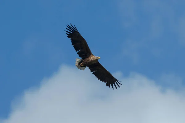 Águia do mar voando no céu, circulando por presa — Fotografia de Stock