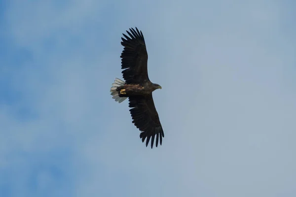 Águia do mar voando no céu, circulando por presa — Fotografia de Stock