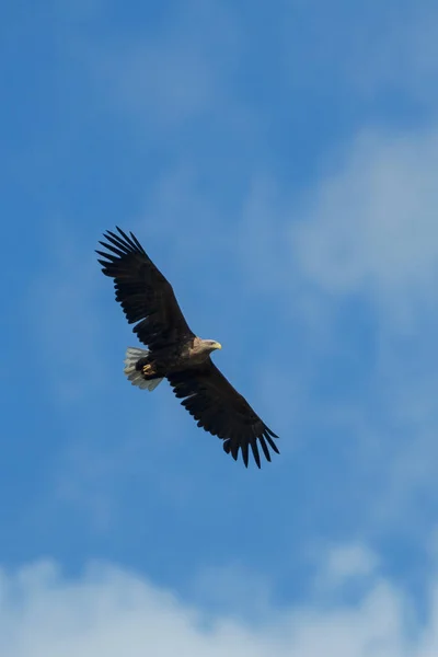 Águia do mar voando no céu, circulando por presa — Fotografia de Stock