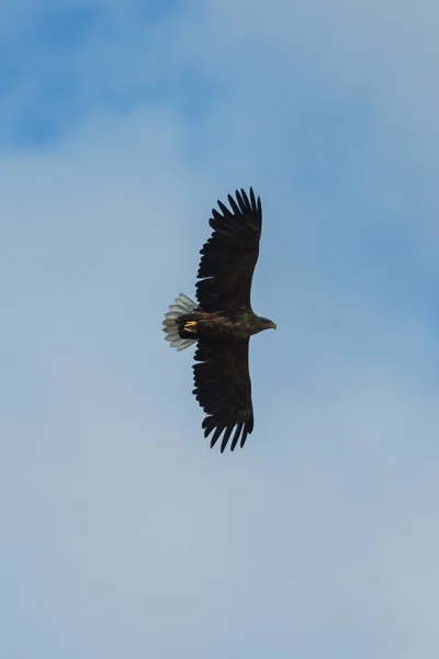 Águila marina volando en el cielo, dando vueltas en busca de presas — Foto de Stock