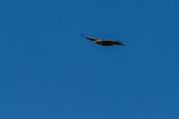 Águia do mar voando no céu, circulando por presa — Fotografia de Stock