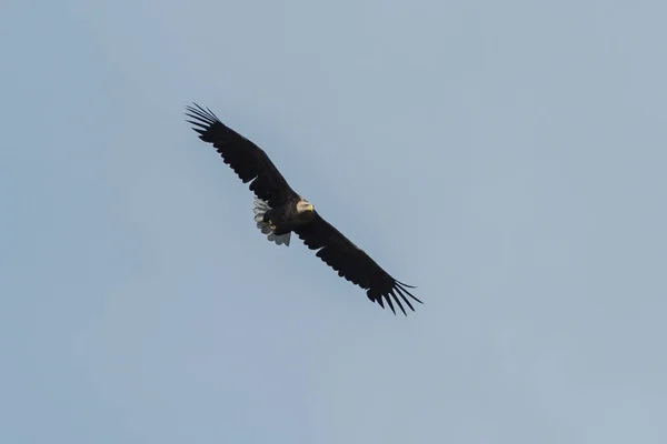 Seeadler fliegt am Himmel und kreist um Beute — Stockfoto