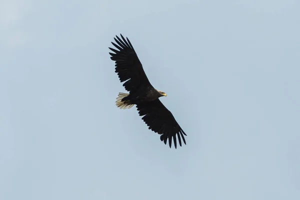 Águia do mar voando no céu, circulando por presa — Fotografia de Stock