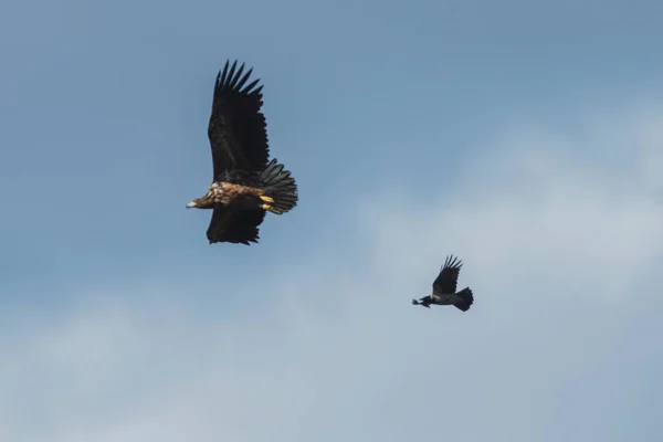 Deniz tarafından av için çember bir karga kovaladı gökyüzünde uçan kartal — Stok fotoğraf