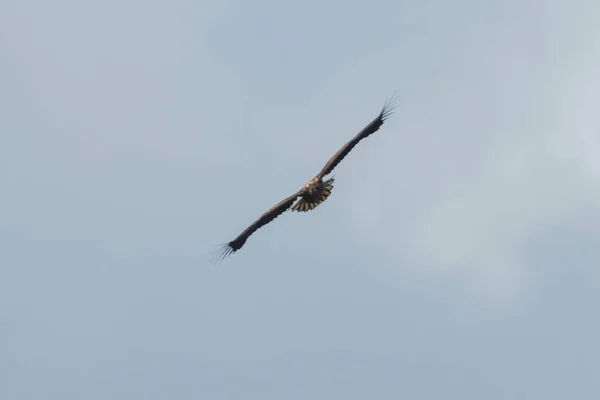 Águia do mar voando no céu, circulando por presa — Fotografia de Stock