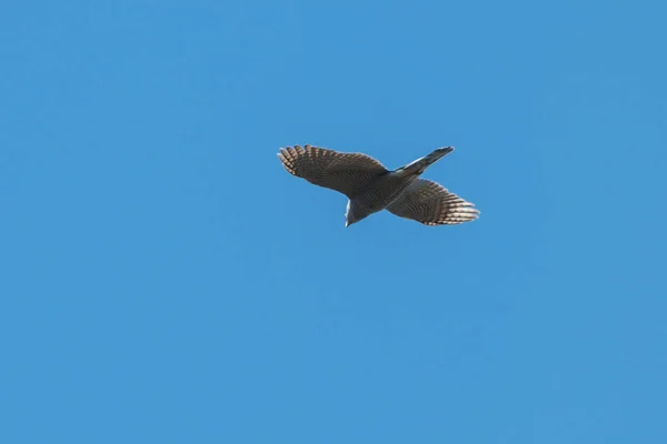 Goshawk voando no céu, circulando por presa — Fotografia de Stock