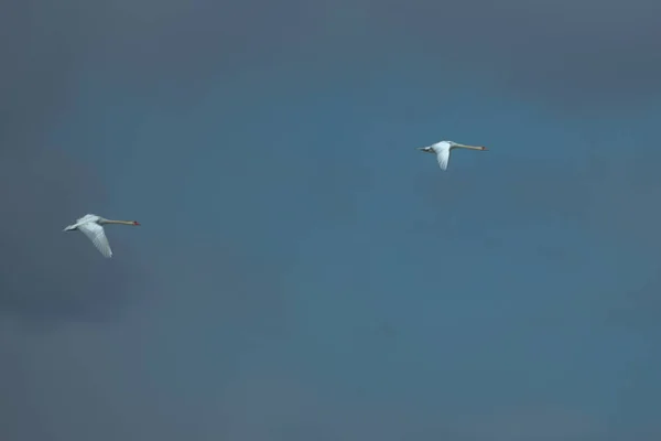 Zwei weiße Schwäne fliegen gegen eine schwere Wolkenlandschaft — Stockfoto