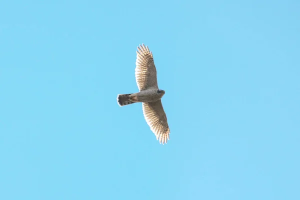 Goshawk voando no céu, circulando por presa — Fotografia de Stock