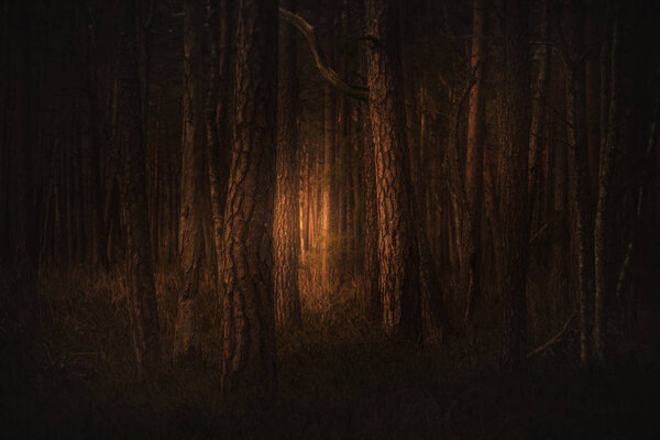 Dark mysteriours dark forest in fog with orange light from horison. Sweden