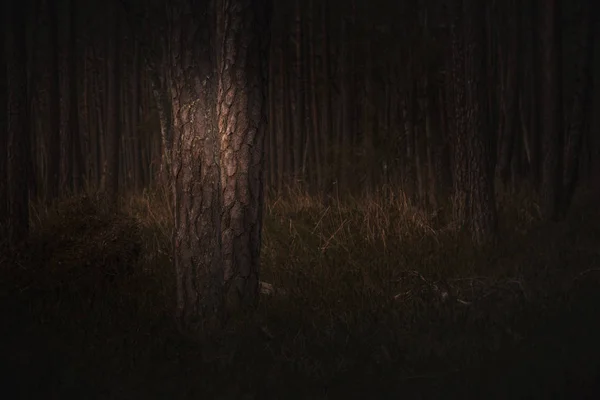 Karanlık mysteriours portakal horis ışık ile sis karanlık ormanda — Stok fotoğraf