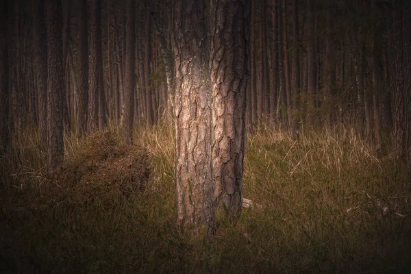 Misteriosos oscuros Bosque oscuro en niebla con luz naranja de horis —  Fotos de Stock