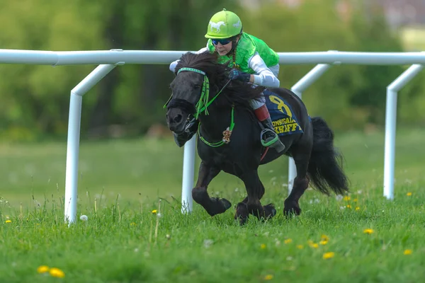 Les poneys courent à pleine vitesse à Gardet — Photo