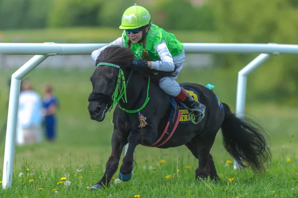 Ponys racing at full speed at Gardet — Stock Photo, Image