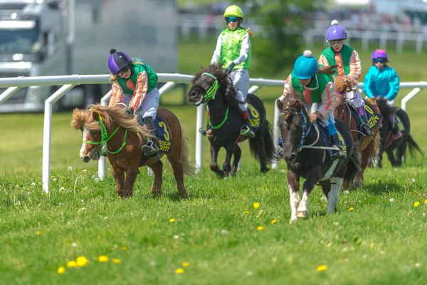 Gardet'i at son sürat yarış Ponys — Stok fotoğraf