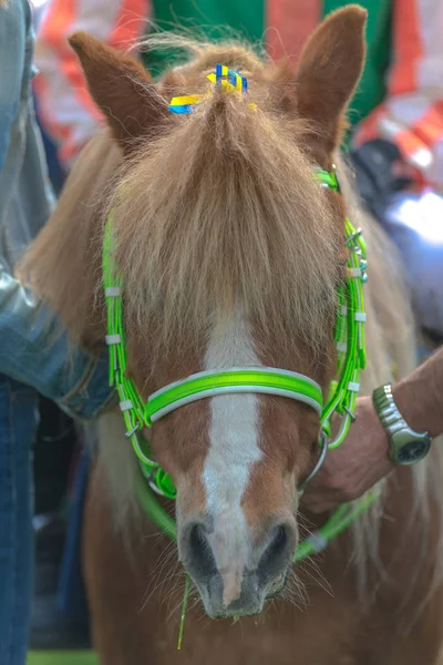 Vue de face d'un poney haut de gamme à la course — Photo