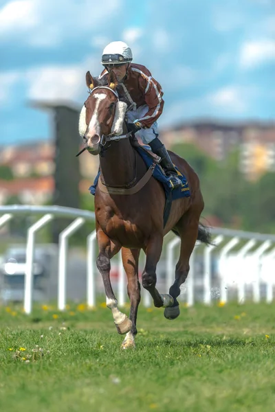 Koně s žokejem mimo křivku v rychlém tempu, na Nationaldagsgal — Stock fotografie