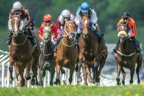 Fila de caballos con jinetes en la recta a paso rápido en Natio —  Fotos de Stock