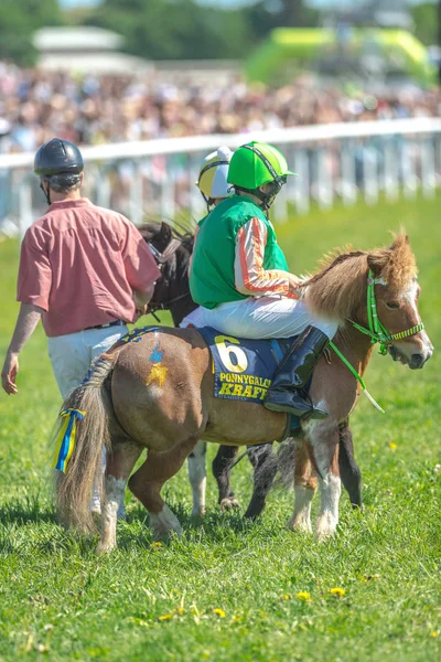 Midilli yarışı Nationaldagsgaloppen, kasadaki atlar — Stok fotoğraf
