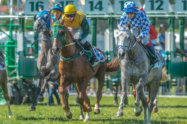 Start sequence with fast horses and jockeys at Nationaldagsgalop — Stock Photo, Image