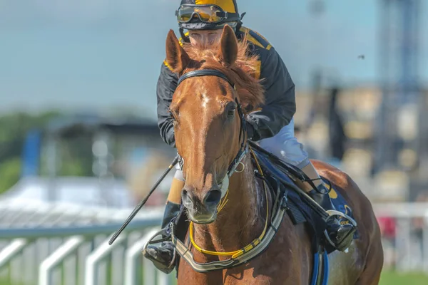 Jockey y caballo de carreras en Nationaldagsgaloppen en Gardet — Foto de Stock