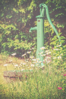 Beyaz papatya çiçekleri su b için bir vintage el pompası ile