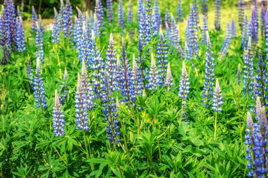 Lupin çiçek mavi veya leylak yaz bahçesinde