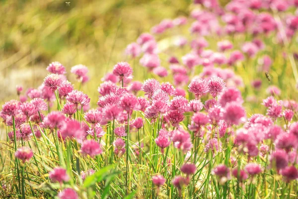 Chives is the common name of Allium schoenoprasum here in a big — Stock Photo, Image