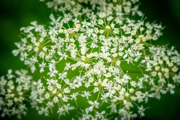 Primer plano del perejil de vaca o Heracleum mantegazzianum en un campo du —  Fotos de Stock