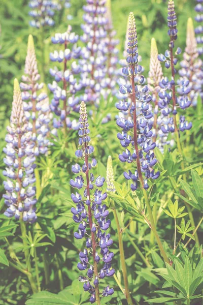 Kwiat łubin niebieski lub fioletowy w letnim ogrodzie — Zdjęcie stockowe