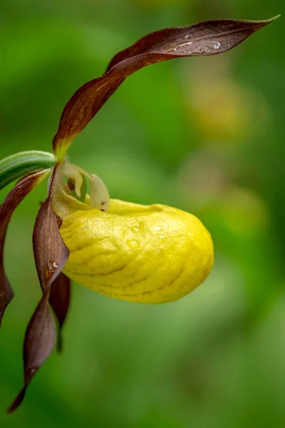 Close sideview of Cypripedium calceolus or a ladys slipper orchi — Stock Photo, Image