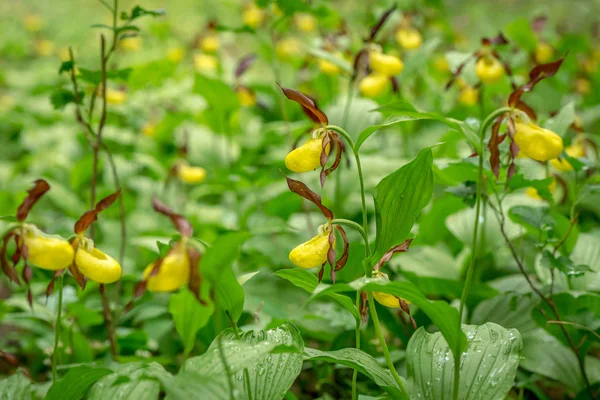 Campo de Cypripedium calceolus ou uma orquídea de chinelo de ladys — Fotografia de Stock