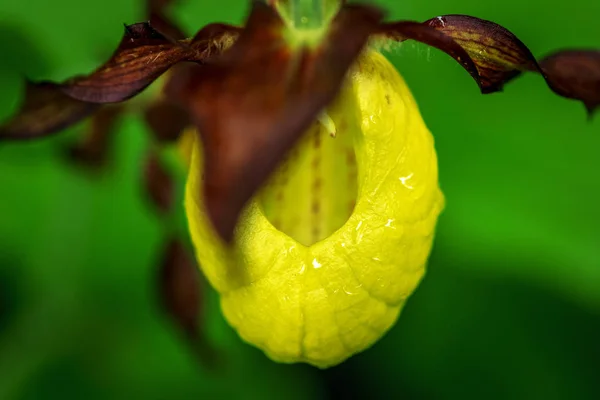 Cypripedium calceolus veya bir bayanın terlik orkide Üstten Görünüm — Stok fotoğraf