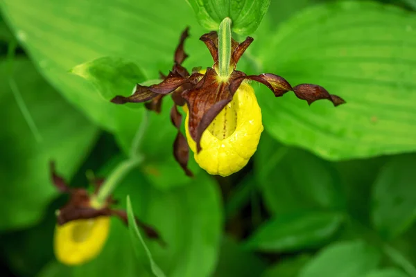 Top view of Cypripedium calceolus or a ladys slipper orchid — Stock Photo, Image