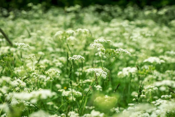 Kuhpetersilie oder Heracleum mantegazzianum auf einem Feld im Sommer — Stockfoto