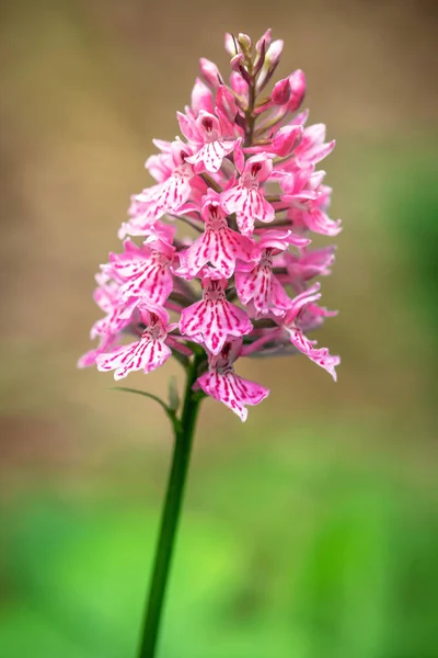 Fialová orchidej starší květinové nebo Dactylorhiza sambucina v Deta — Stock fotografie