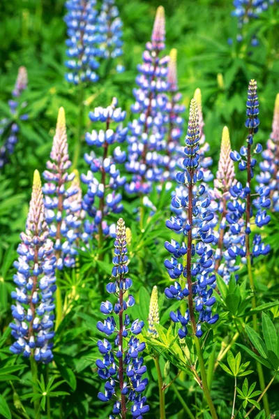 Lupin flower in blue or lilac in a summer garden — Stock Photo, Image