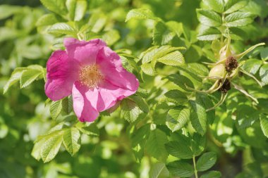 Pembe kuşburnu çiçek tomurcukları ile