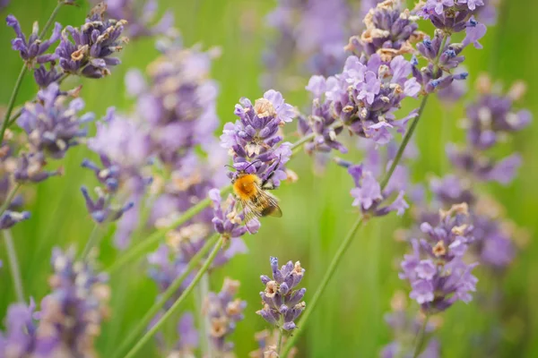 Lavanda ou Lavandula angustifolia com abelha polinizadora — Fotografia de Stock